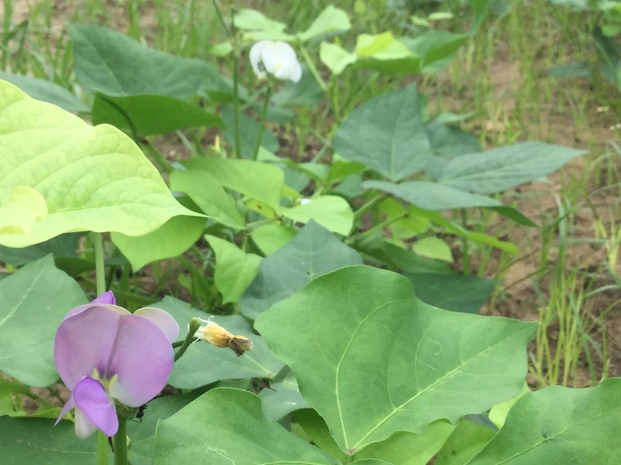 delicate flower of the cowpea 1200